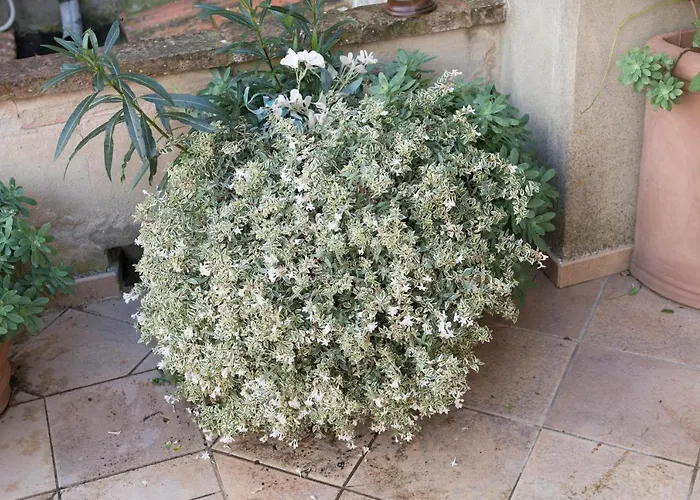 別荘 Casa Benoi Rigomagno